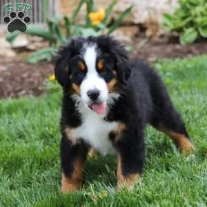 Casey, Bernese Mountain Dog Puppy